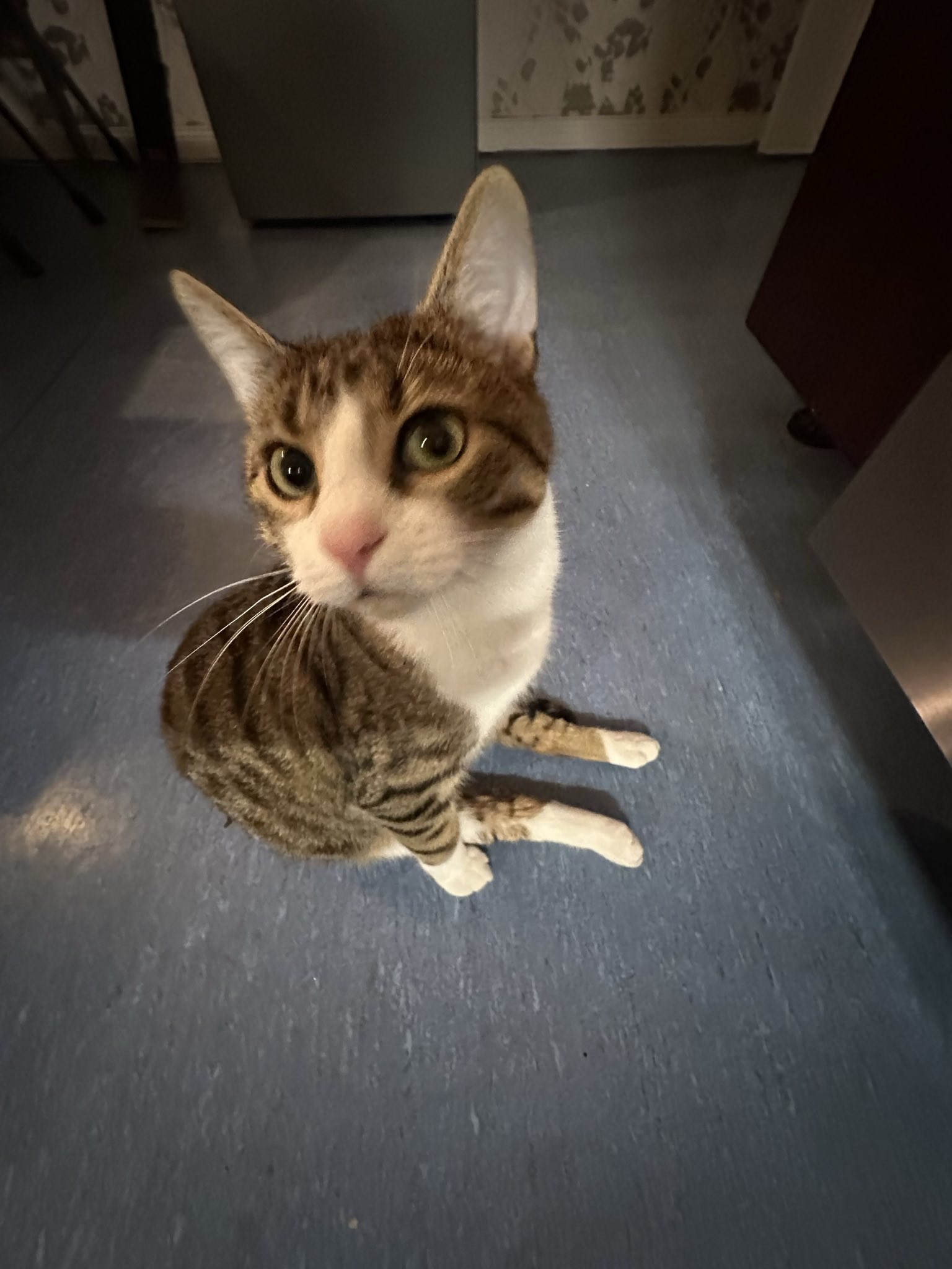 Findus